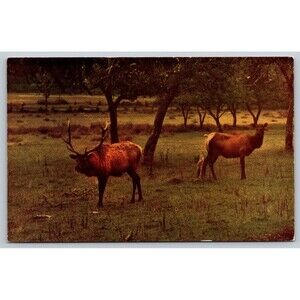 Postcard Western Elk Rockies Cascade Mountains California c1950s Unposted VTG